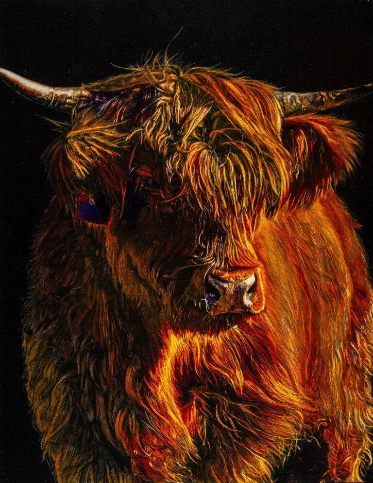 A close-up portrait of a Highland cow with long, wavy orange-brown fur and prominent horns, set against a black background.