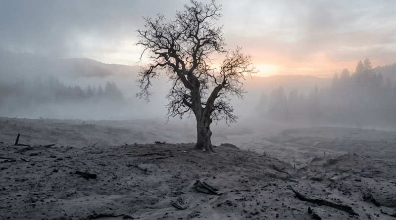 A barren tree in a foggy, ash-covered landscape with hills and forest in the background