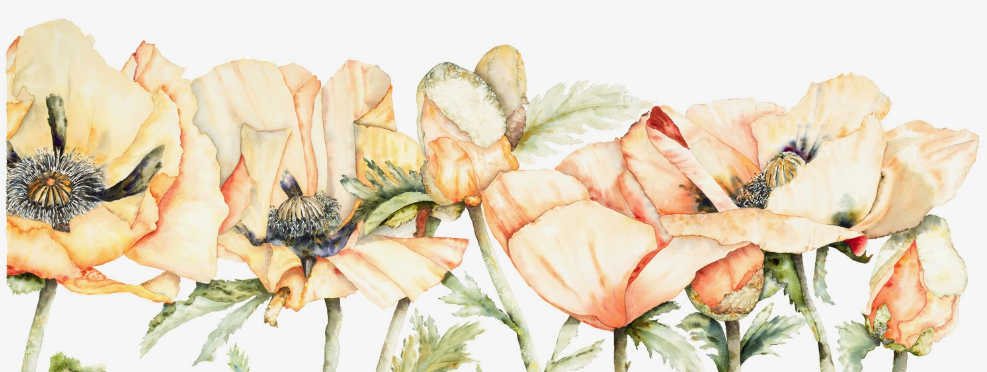 A watercolor illustration featuring a variety of peach and cream-colored poppy flowers with green leaves.