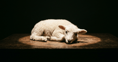 Young lamb lying curled on wooden table with dark background